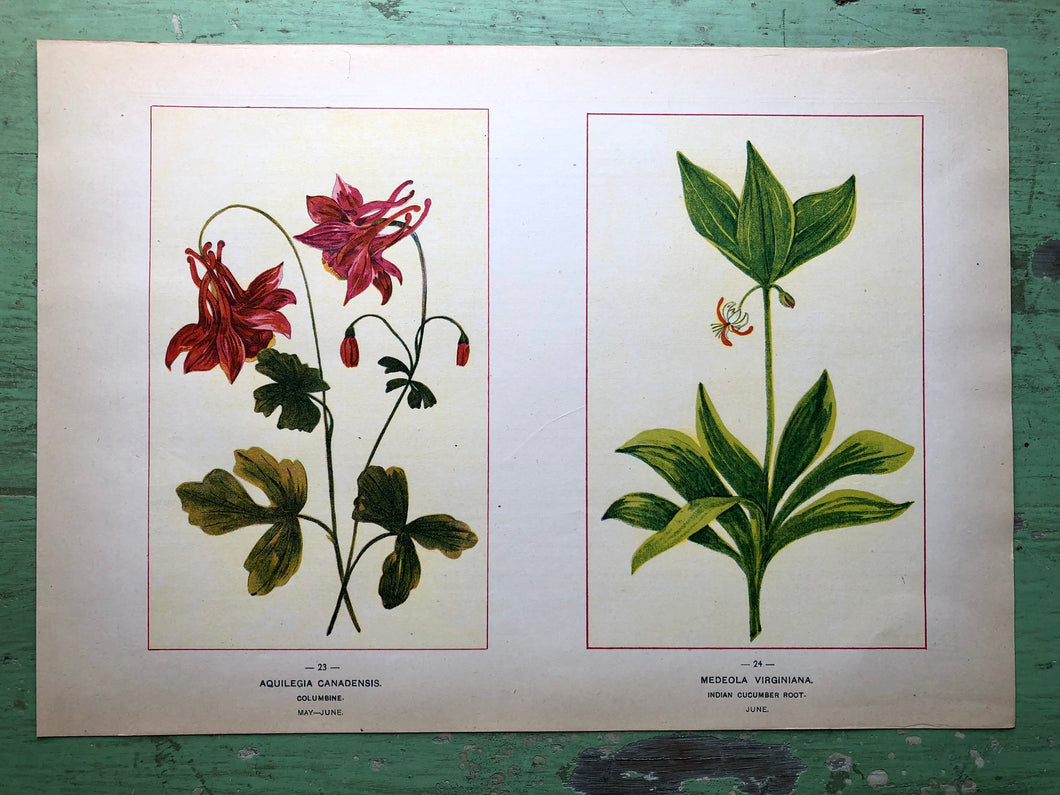 Flower print from “Wild Flowers of America: Flowers of Every State in the American Union”