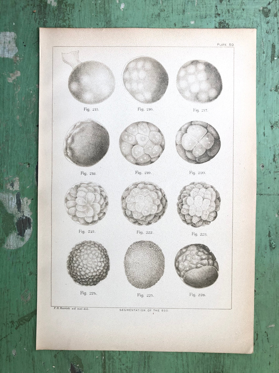 Plate from “Bulletin of the United States Fish Commission. Vol. XV, for 1895”