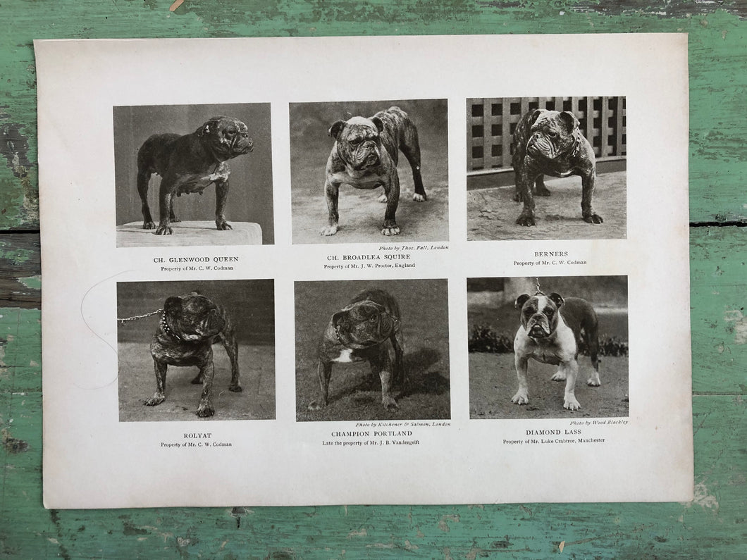 Print from “The Dog Book” by James Watson