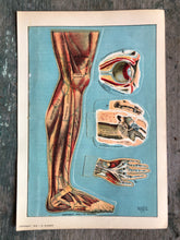 Load image into Gallery viewer, Flap Print from “Domestic Medical Practice: A Household Adviser in the Treatment of Diseases, Arranged for Family Use”
