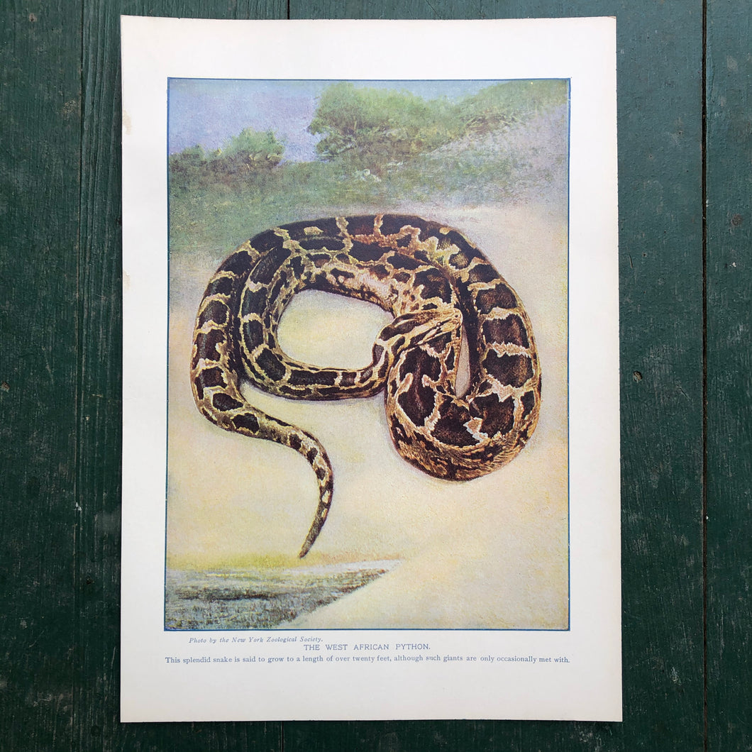 Color Print from “The Standard Library of Natural History”