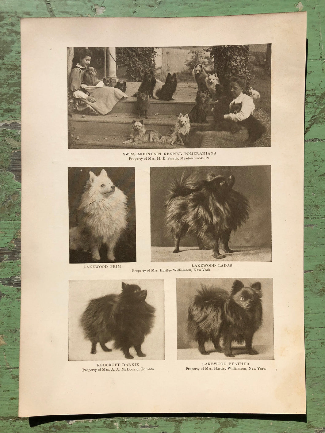 Pomeranian Print from The Dog Book by James Watson
