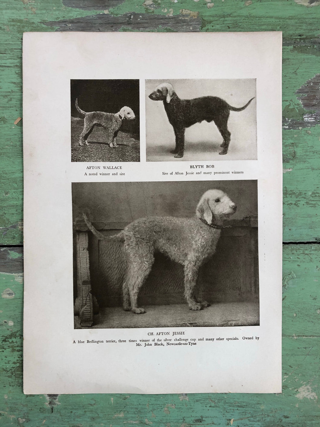 Print from “The Dog Book” by James Watson