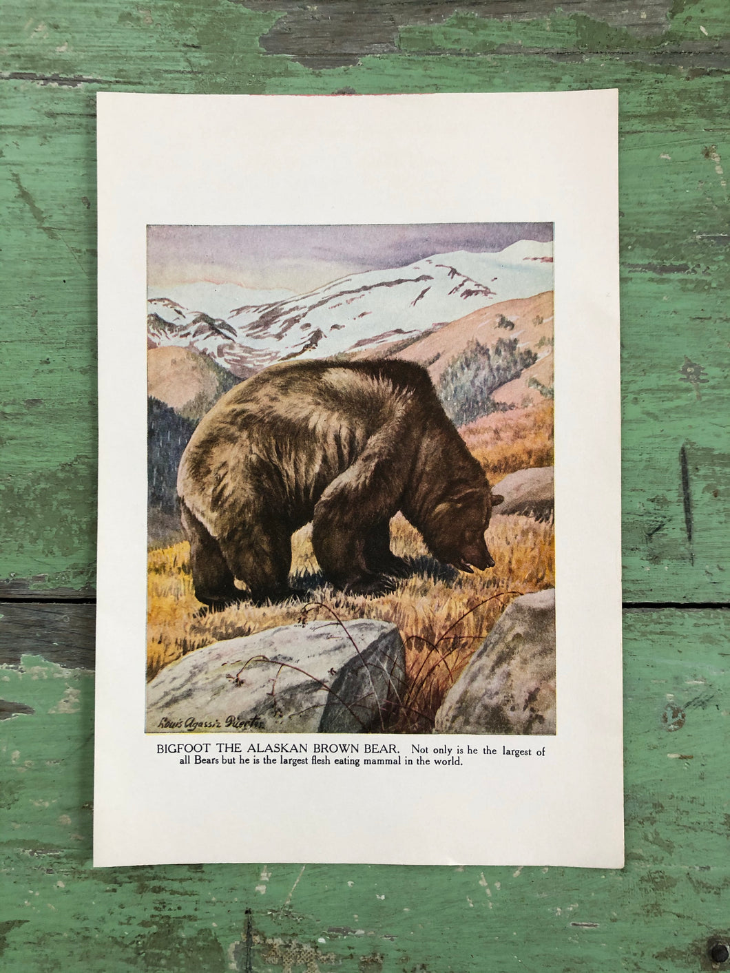 Print from “The Burgess Animal Book for Children” by Thornton W. Burgess and illustrated by Louis Agassiz Fuertes