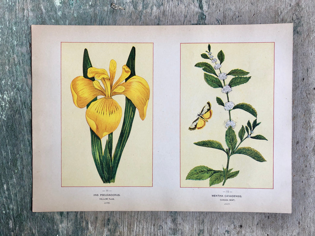 Flower print from “Wild Flowers of America: Flowers of Every State in the American Union”