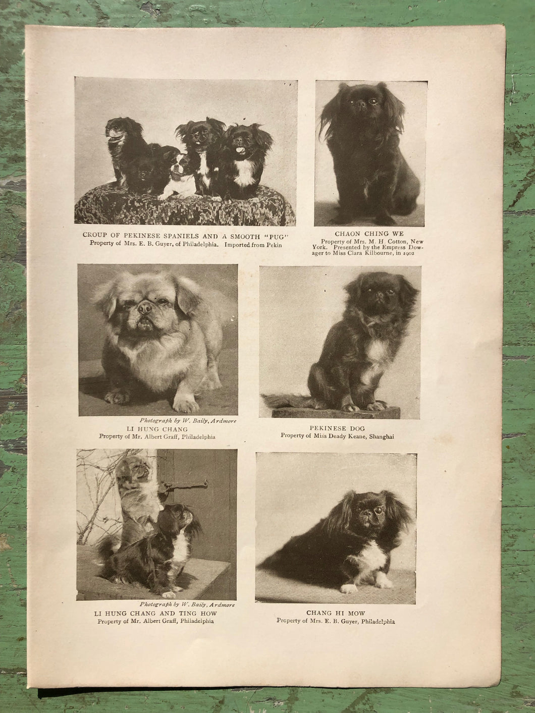 Pekinese Spaniel Print from The Dog Book by James Watson