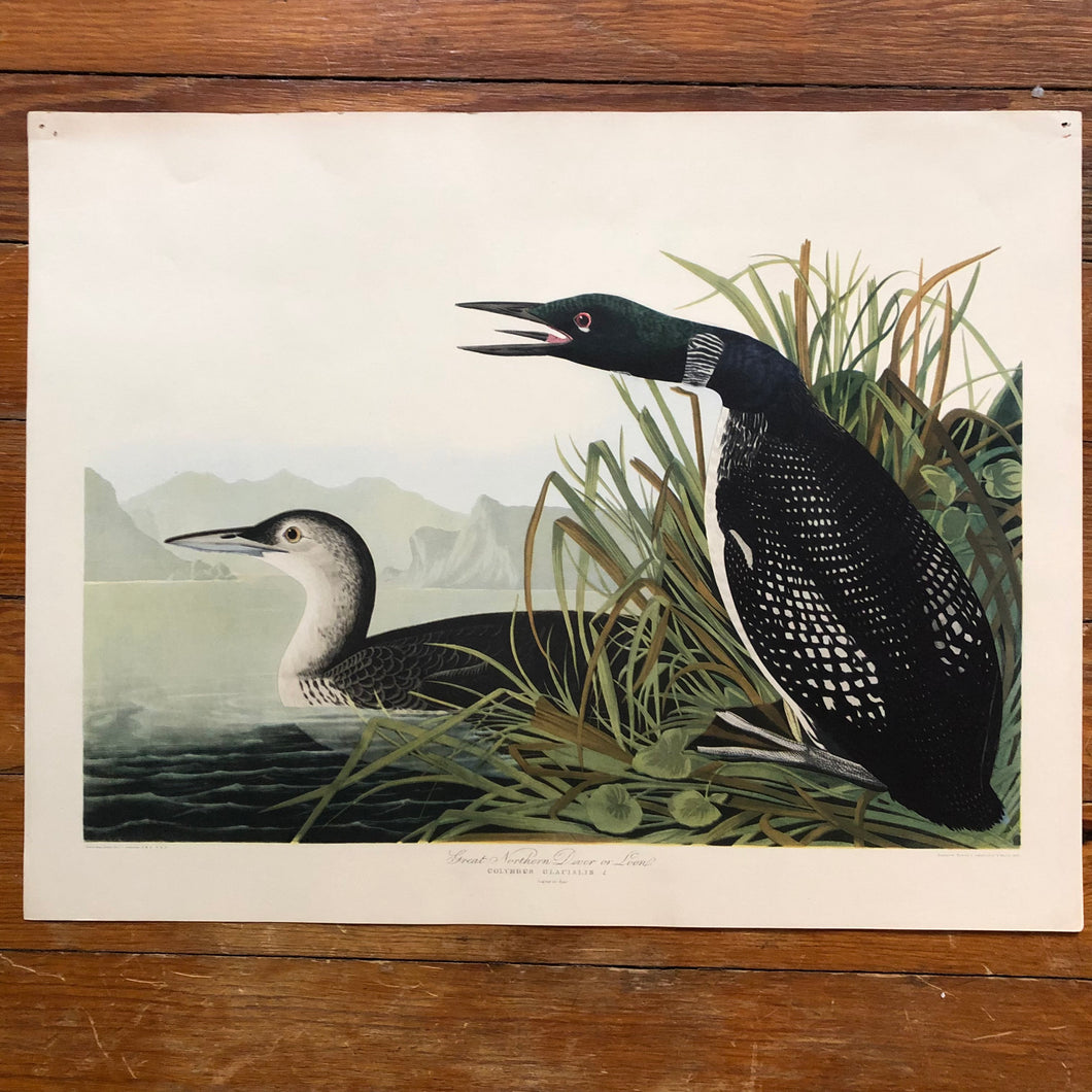 Audubon Print - Great Northern Diver or Loon
