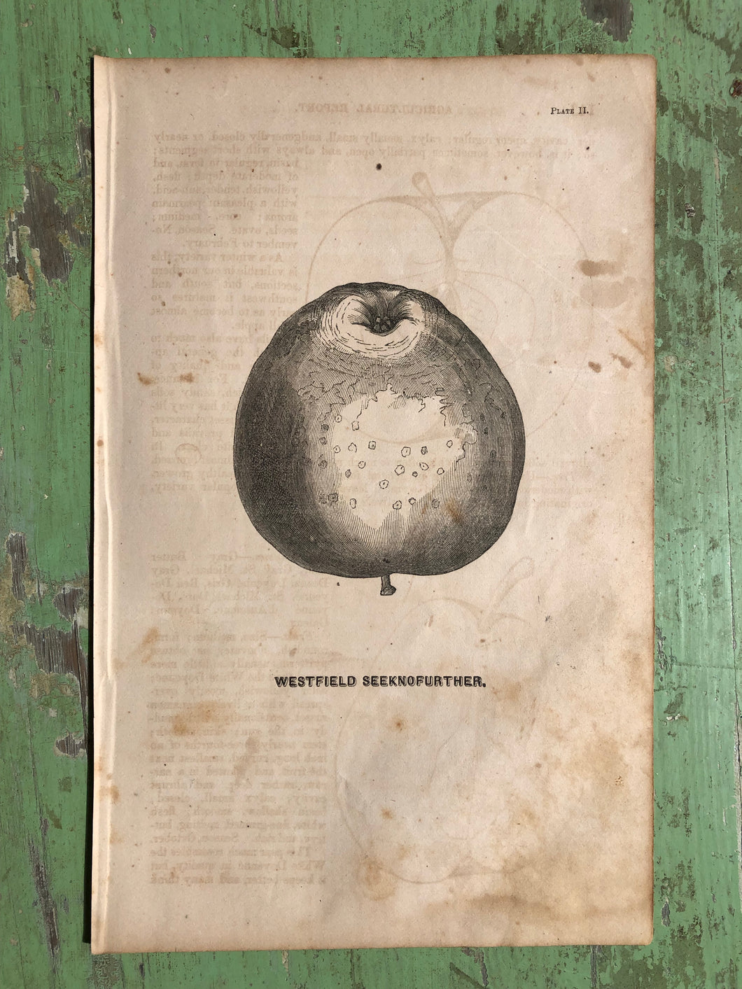 Fruit Print from Report of the Commissioner of Agriculture for the Year 1864