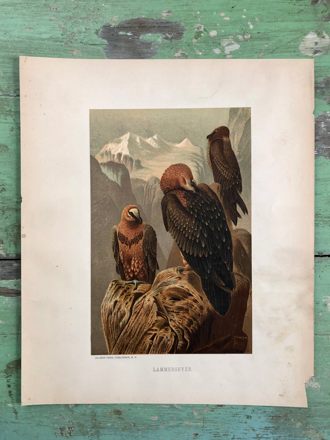 Color Bird Print 