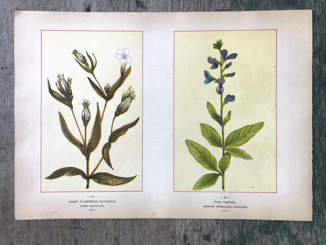 Night Flowering Catchfly and Tick Trefoil. Print from 