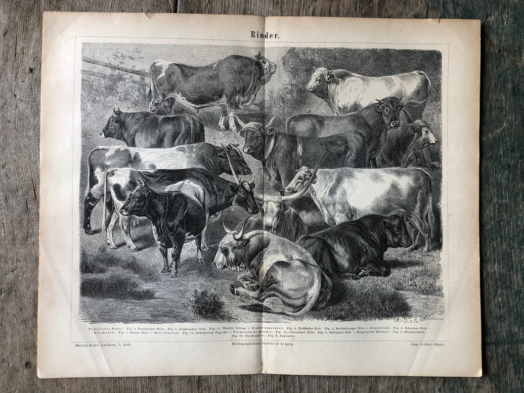 German Bovine Print