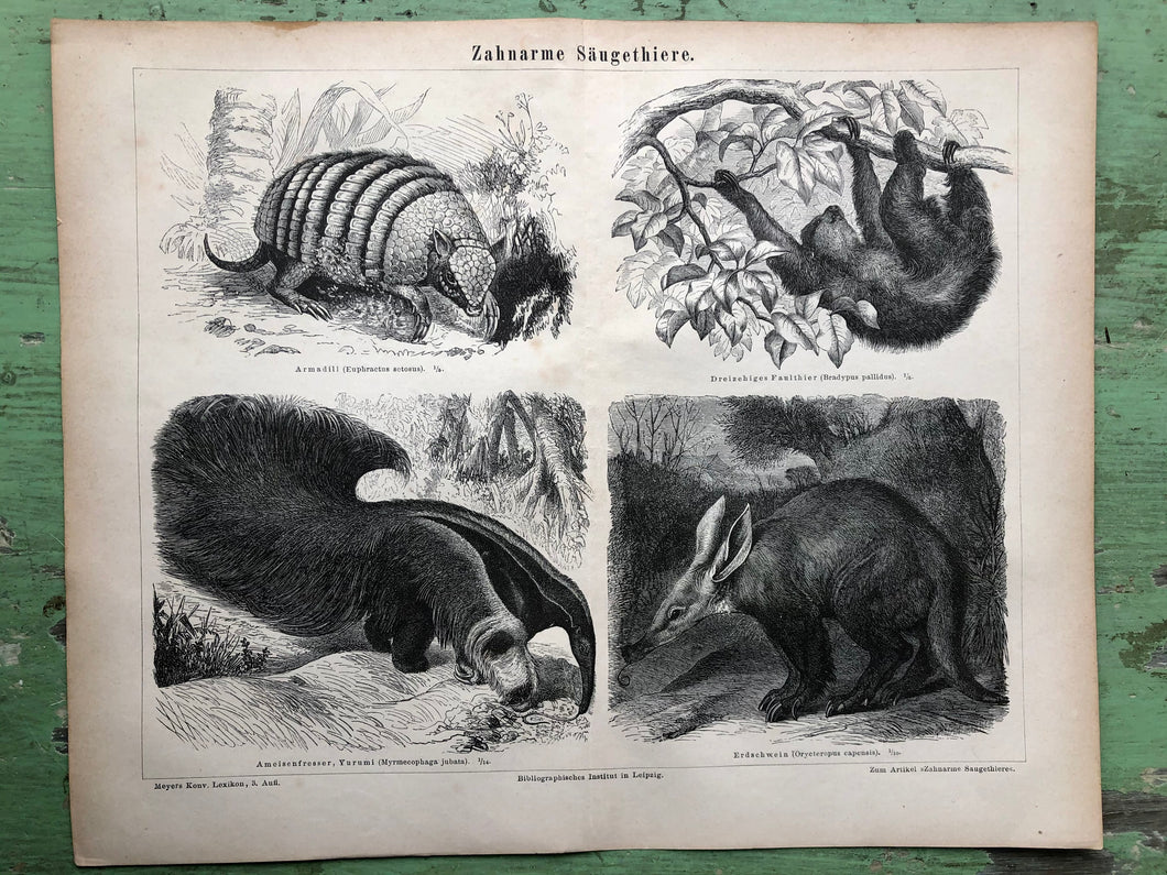 German Xenarthra Print