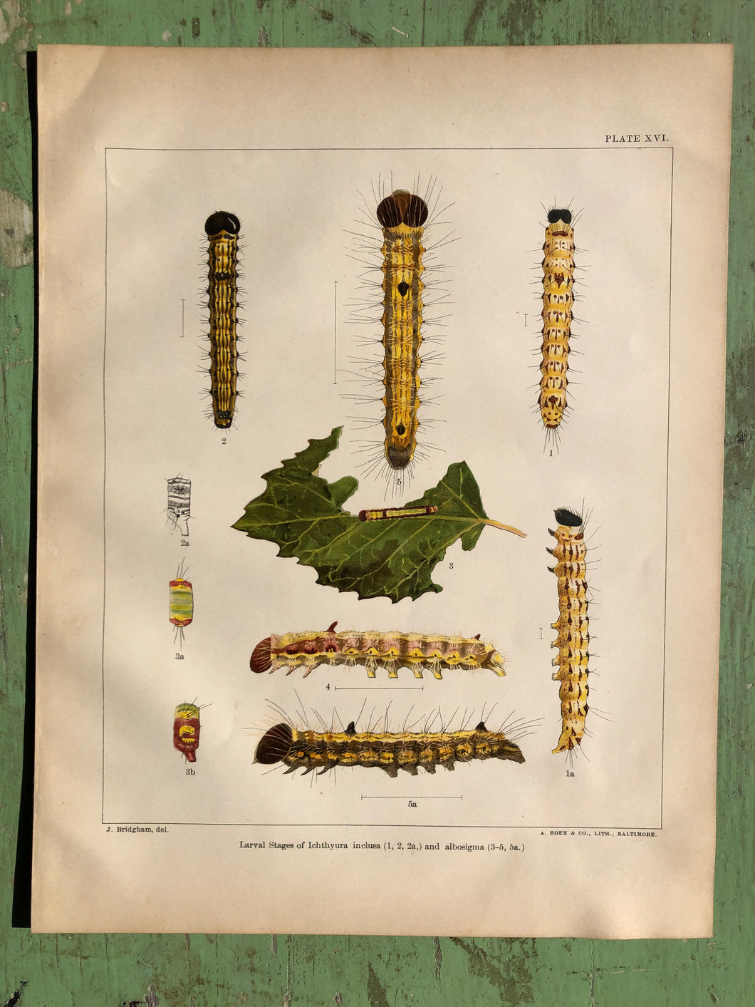 Plate XVI from 
