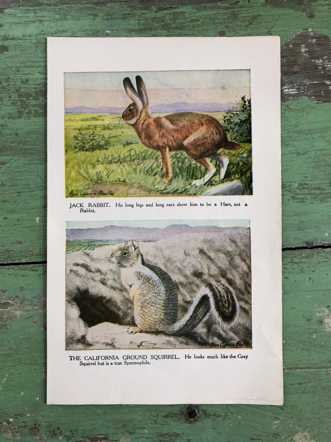 Print from “The Burgess Animal Book for Children” by Thornton W. Burgess and illustrated by Louis Agassiz Fuertes