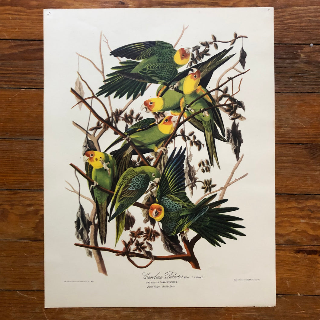 Audubon Print - Carolina Parrot