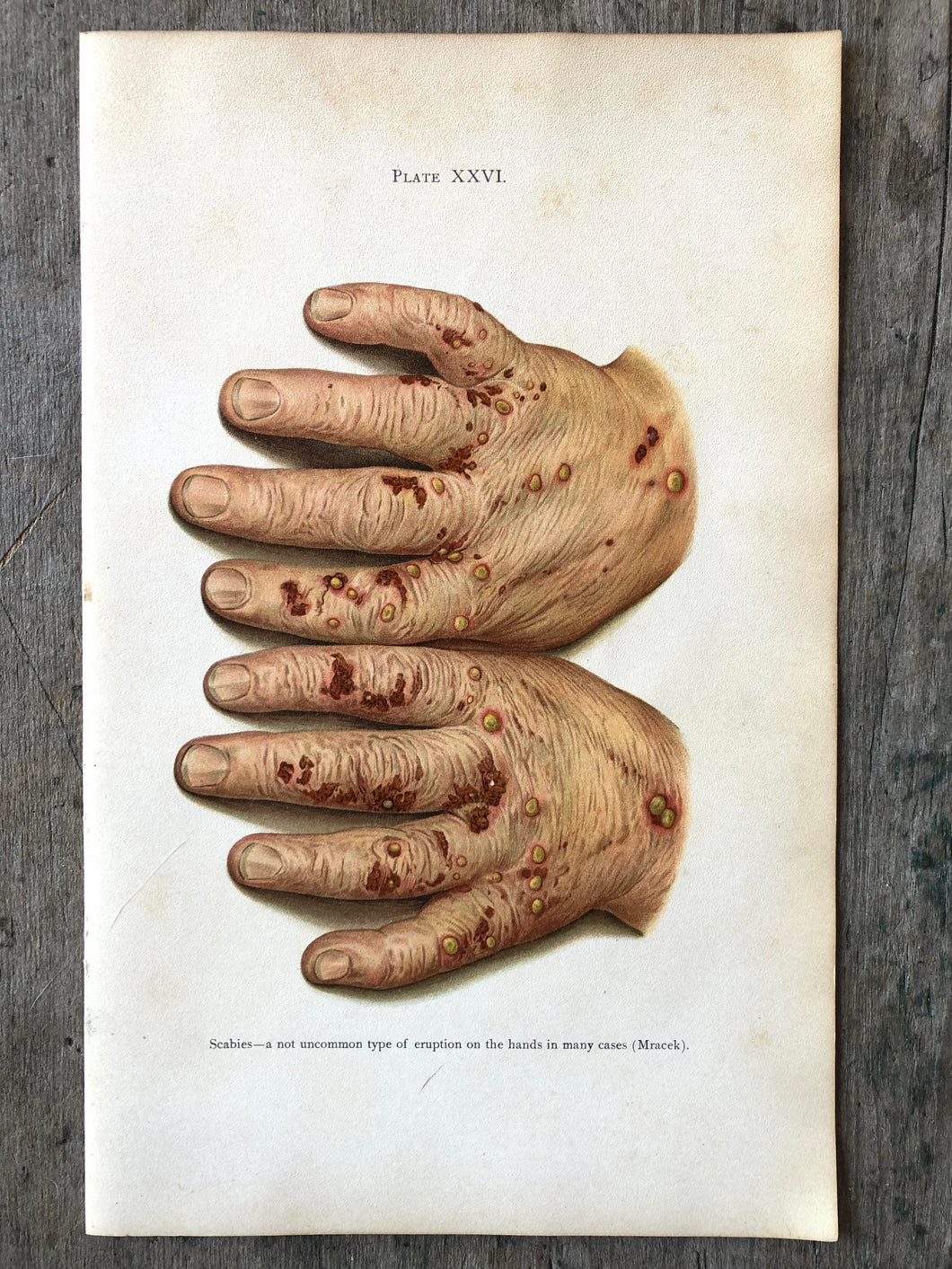 Plate XXVI from 