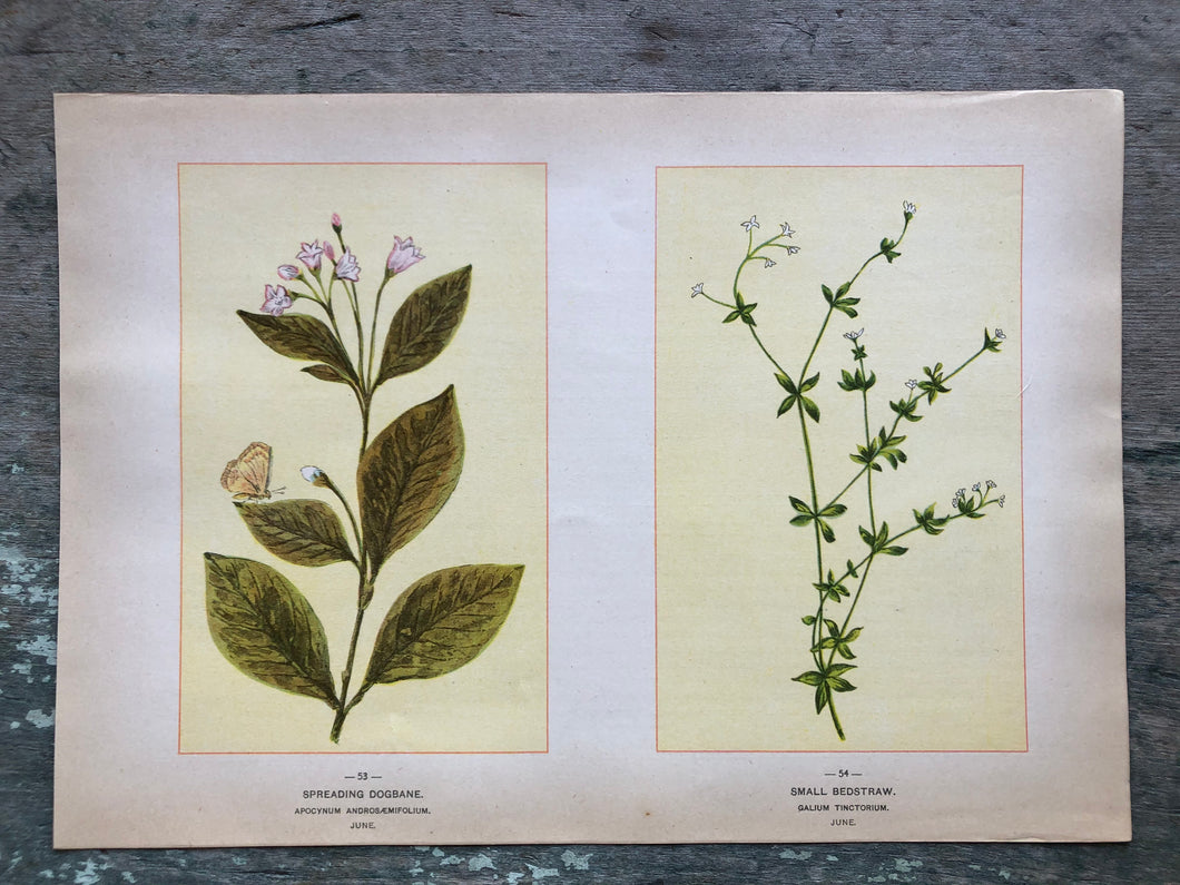 Flower print from “Wild Flowers of America: Flowers of Every State in the American Union”