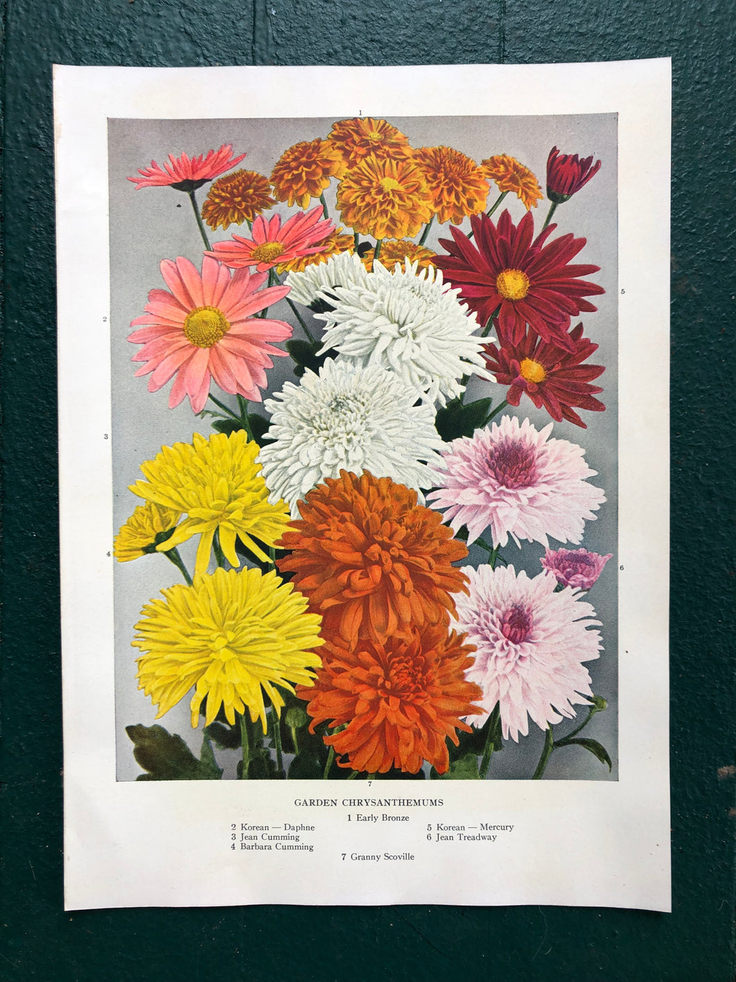 Garden Chrysanthemums print from “The Practical Encyclopedia of Gardening”