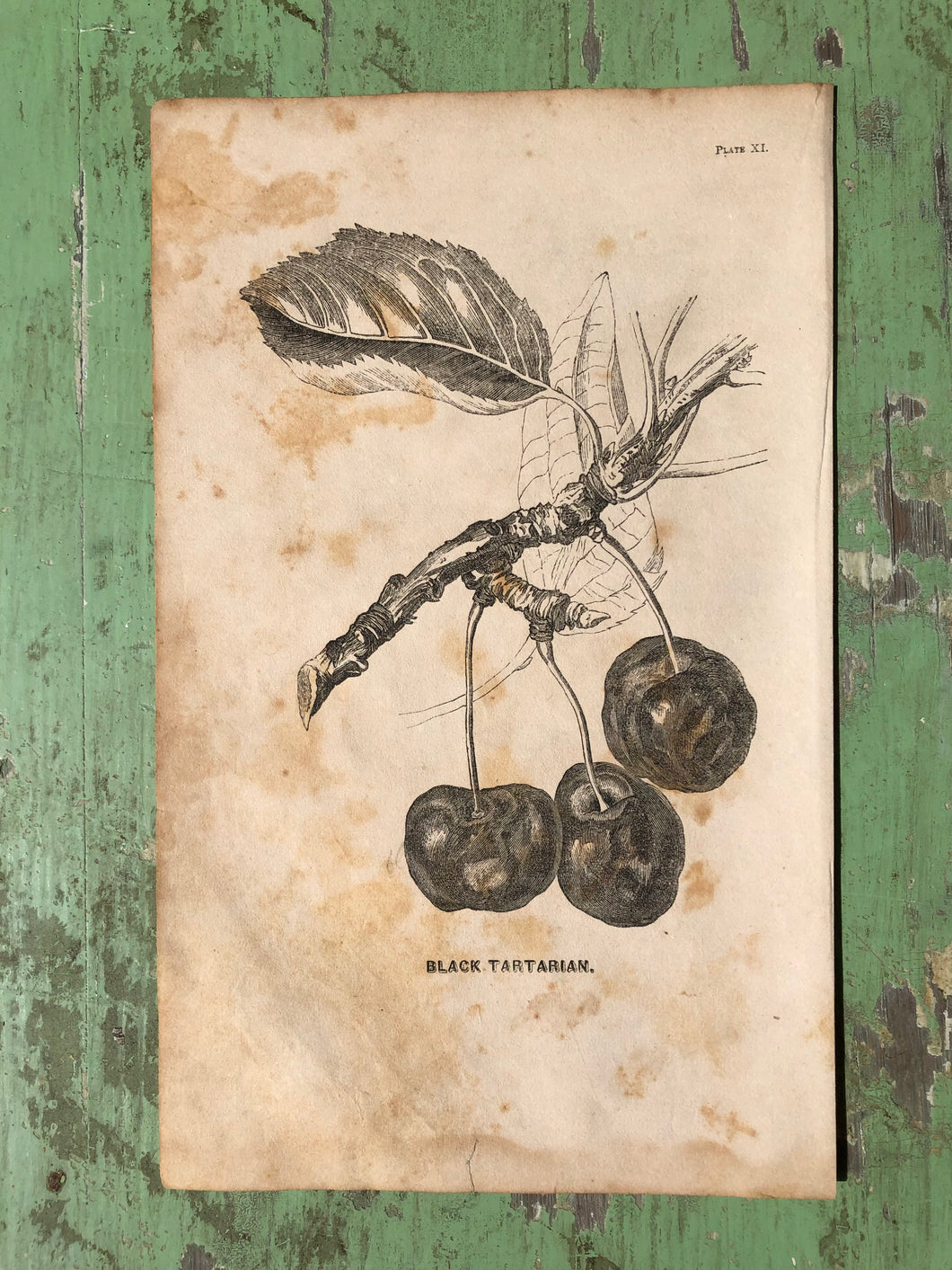 Fruit Print from Report of the Commissioner of Agriculture for the Year 1864