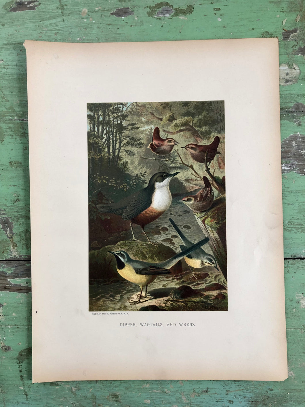 Full Color Bird Print 