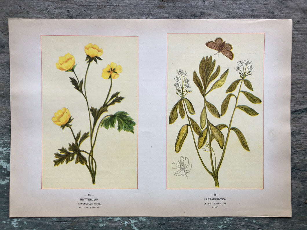 Flower print from “Wild Flowers of America: Flowers of Every State in the American Union”