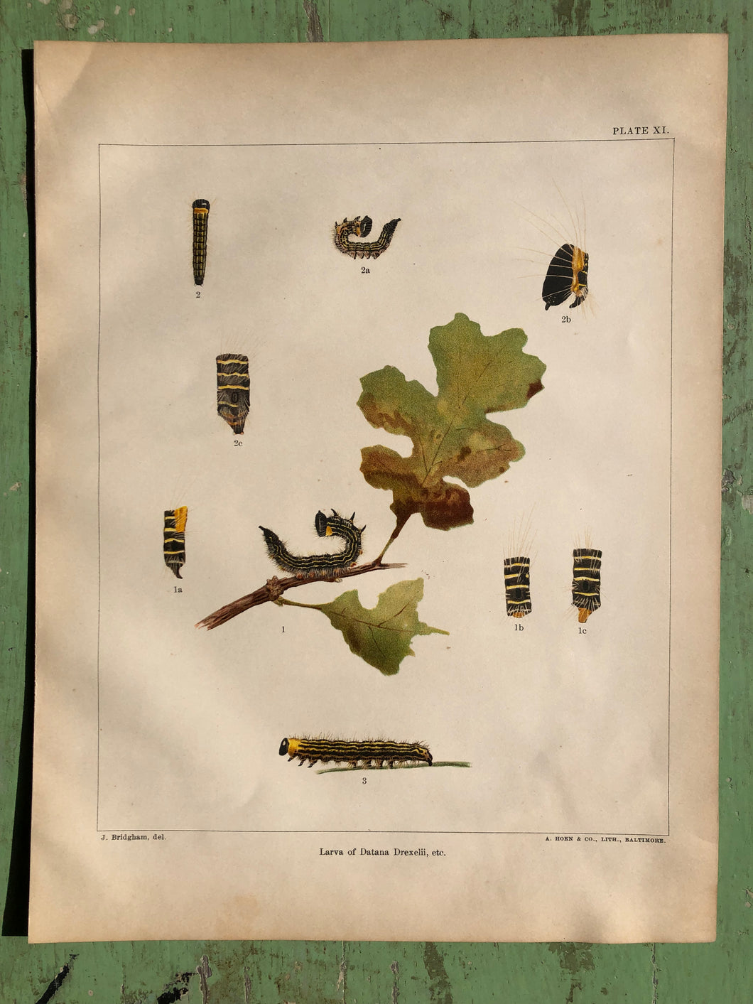 Plate XI from 
