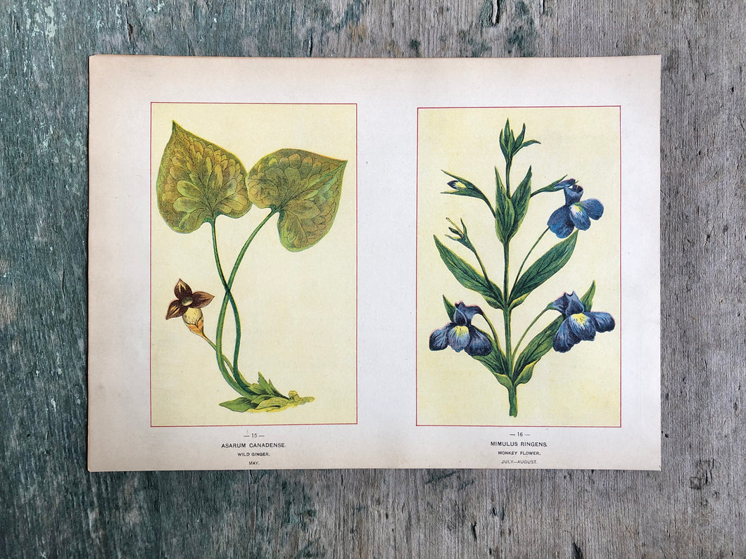 Flower print from “Wild Flowers of America: Flowers of Every State in the American Union”