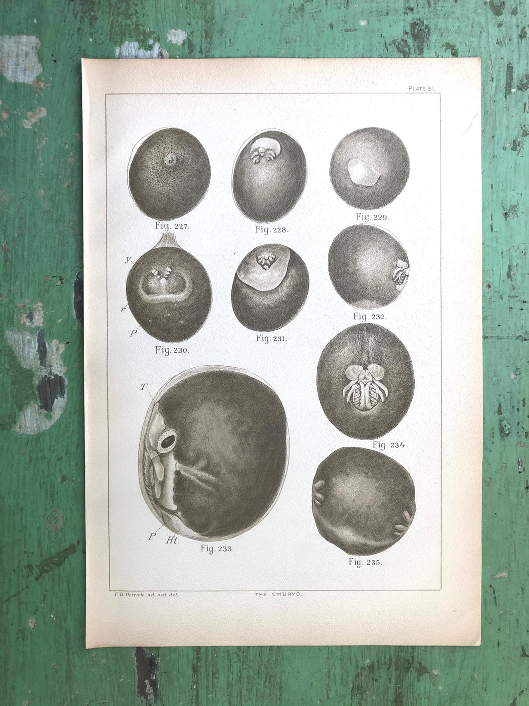 Plate from “Bulletin of the United States Fish Commission. Vol. XV, for 1895”