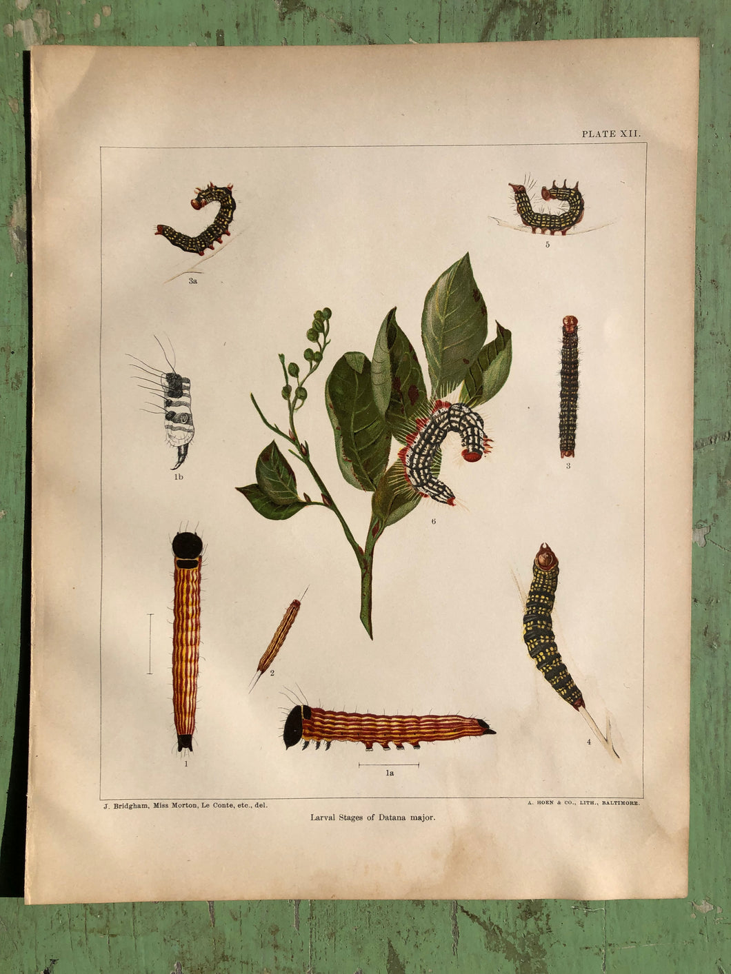 Plate XII from 