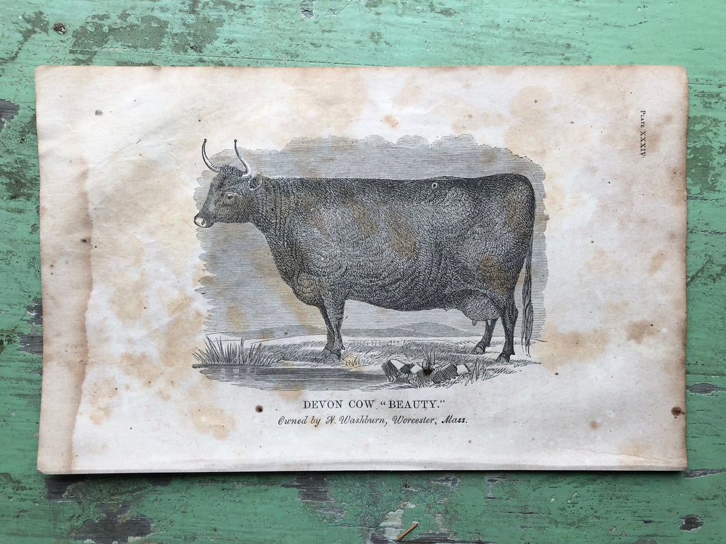 Cow Print from Report of the Commissioner of Agriculture for the Year 1864