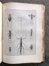 Load image into Gallery viewer, The Insect Book by Leland O. Howard
