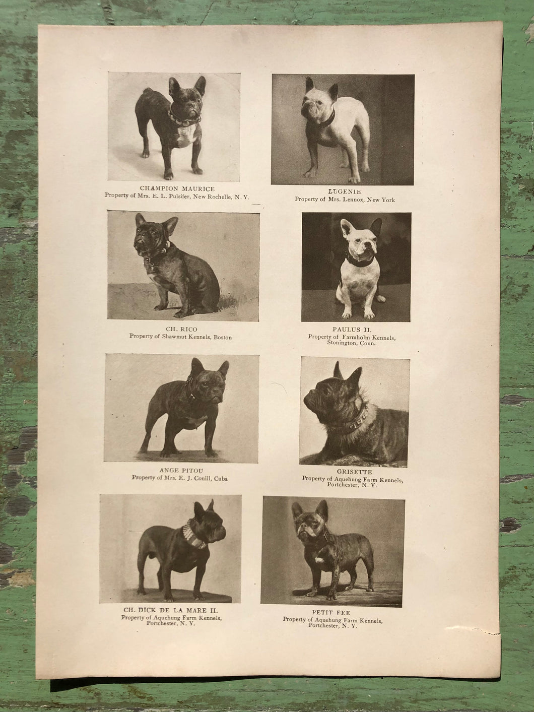 Yorkshire Terrier Print from The Dog Book by James Watson