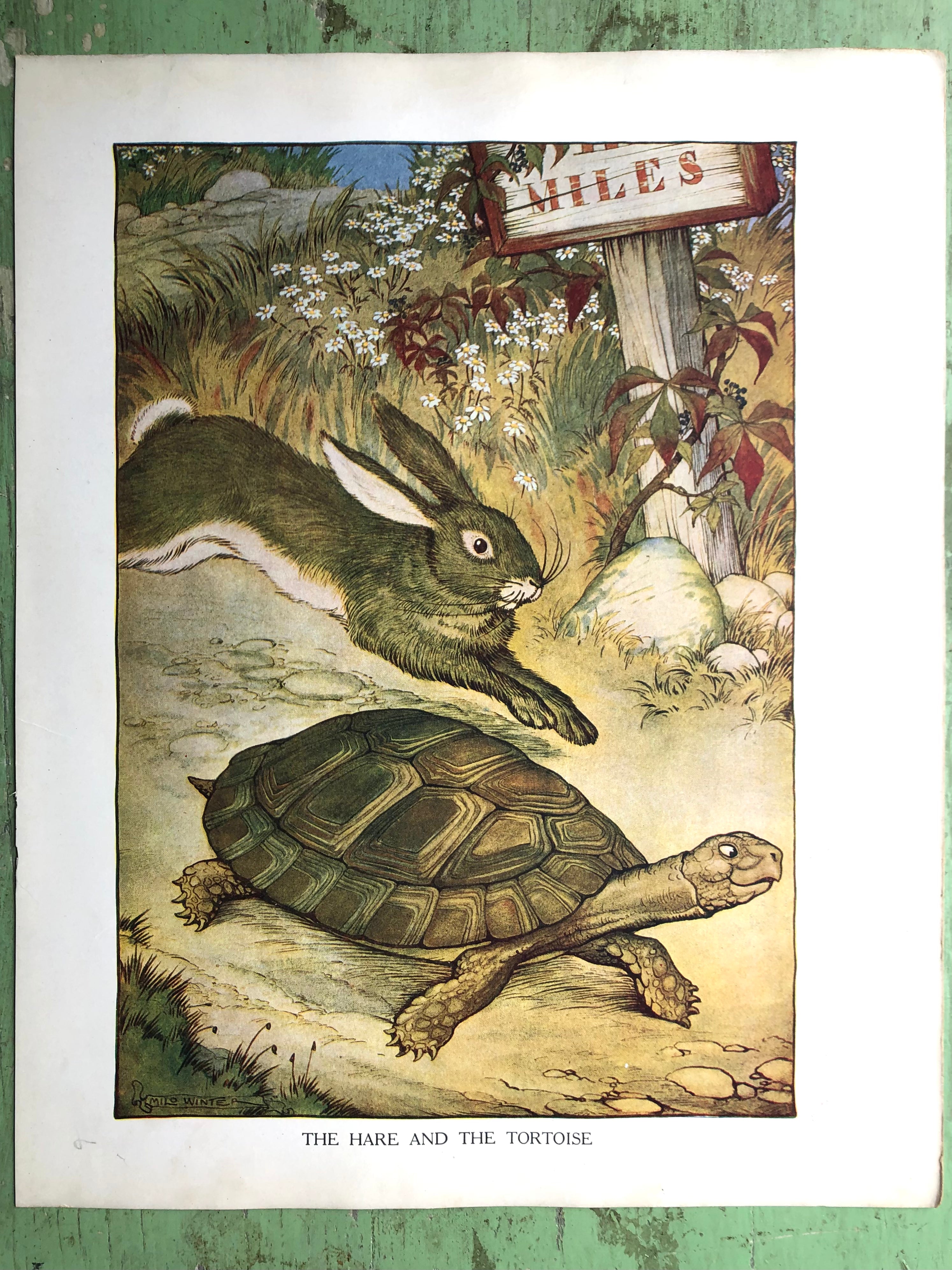 The Hare and the Tortoise