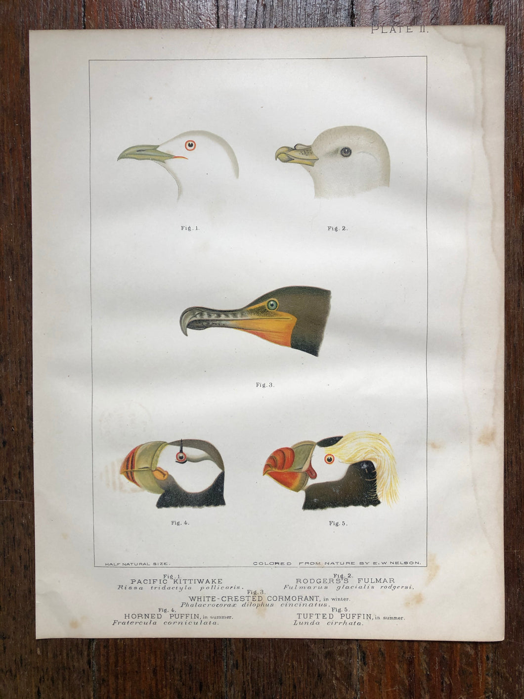 Bird Plate from “Report upon Natural History Collections Made in Alaska Between the Years 1877 and 1881” by Edward W. Nelson