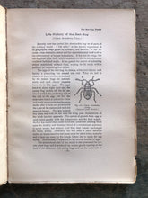 Load image into Gallery viewer, The Insect Book by Leland O. Howard
