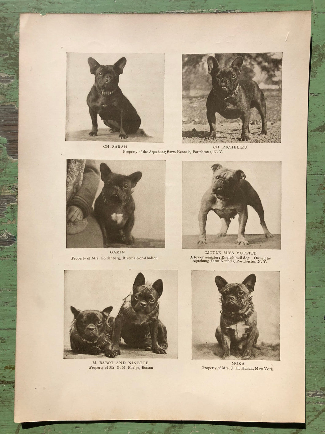 French Bull Dog Print from The Dog Book by James Watson