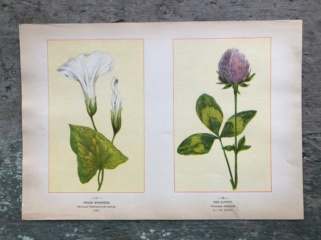 Flower print from “Wild Flowers of America: Flowers of Every State in the American Union”