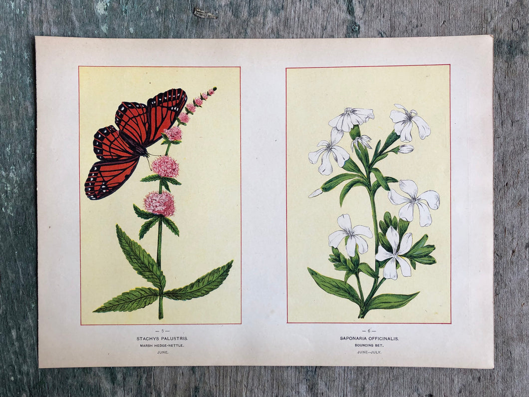 Flower print from “Wild Flowers of America: Flowers of Every State in the American Union”