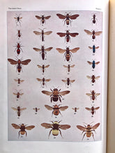 Load image into Gallery viewer, The Insect Book by Leland O. Howard
