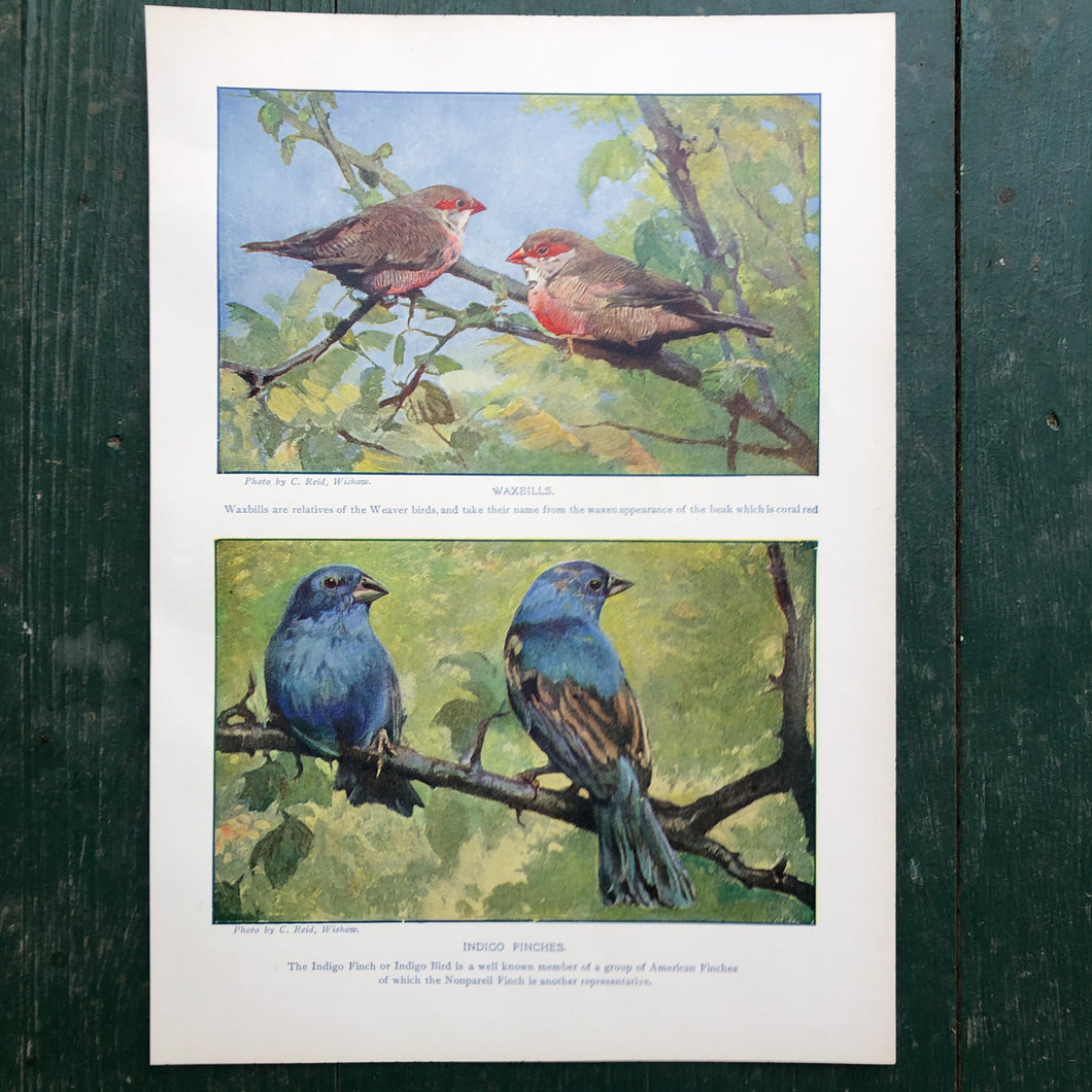 Color Print from “The Standard Library of Natural History”