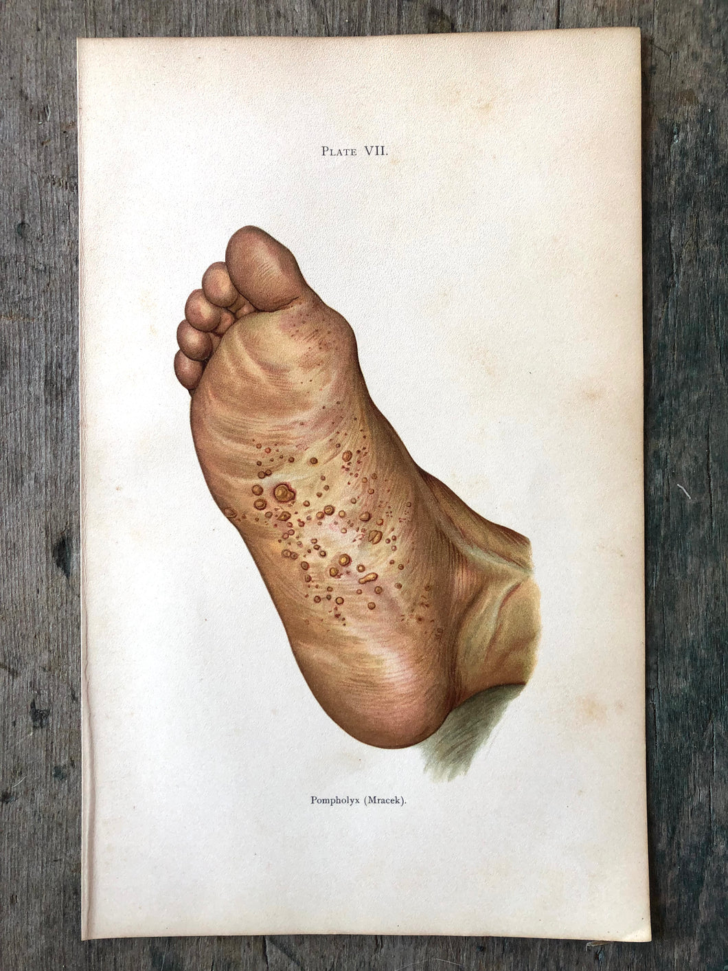 Plate VII from 