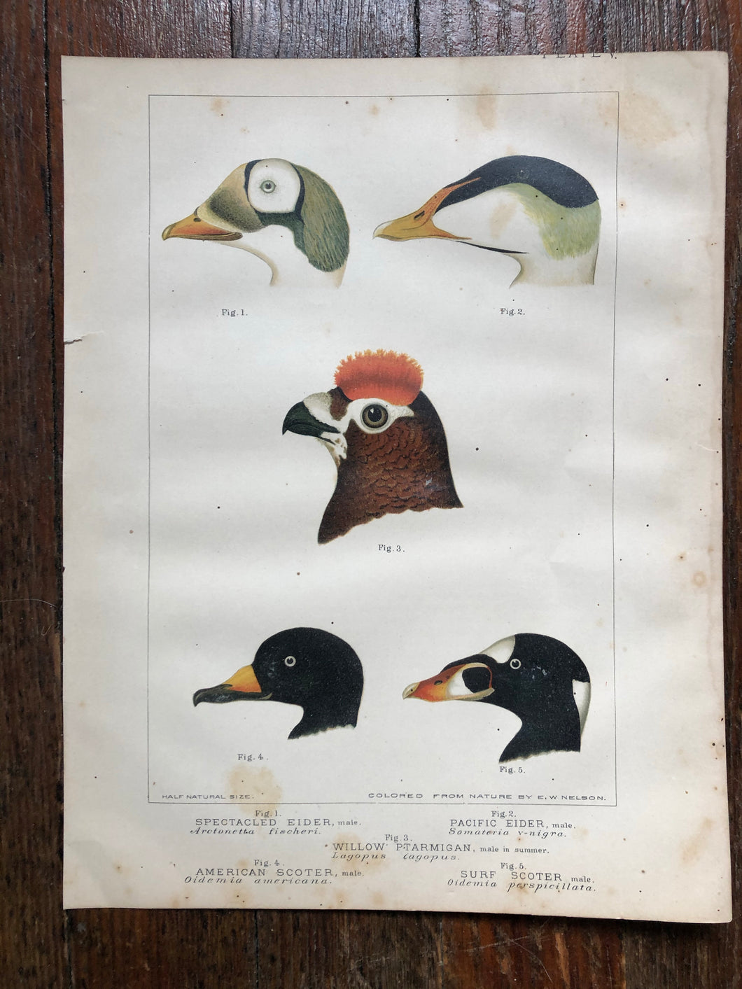 Bird Plate from “Report upon Natural History Collections Made in Alaska Between the Years 1877 and 1881” by Edward W. Nelson