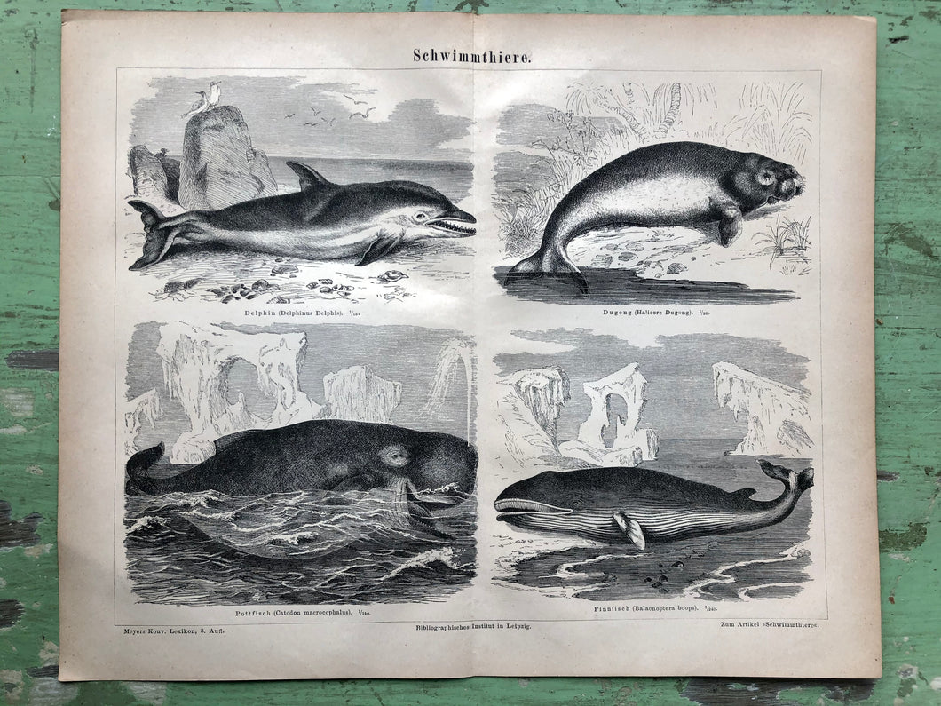 German Marine Mammal Print