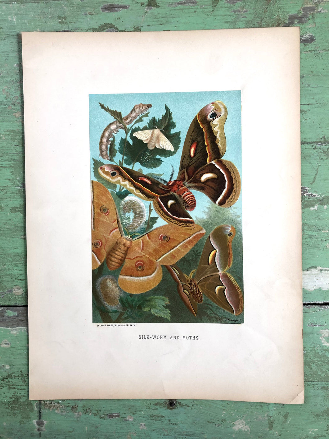 Color Print “Silk-Worm and Moths.