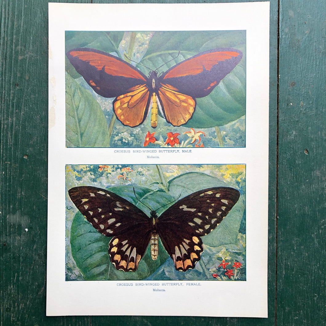 Color Print from “The Standard Library of Natural History”