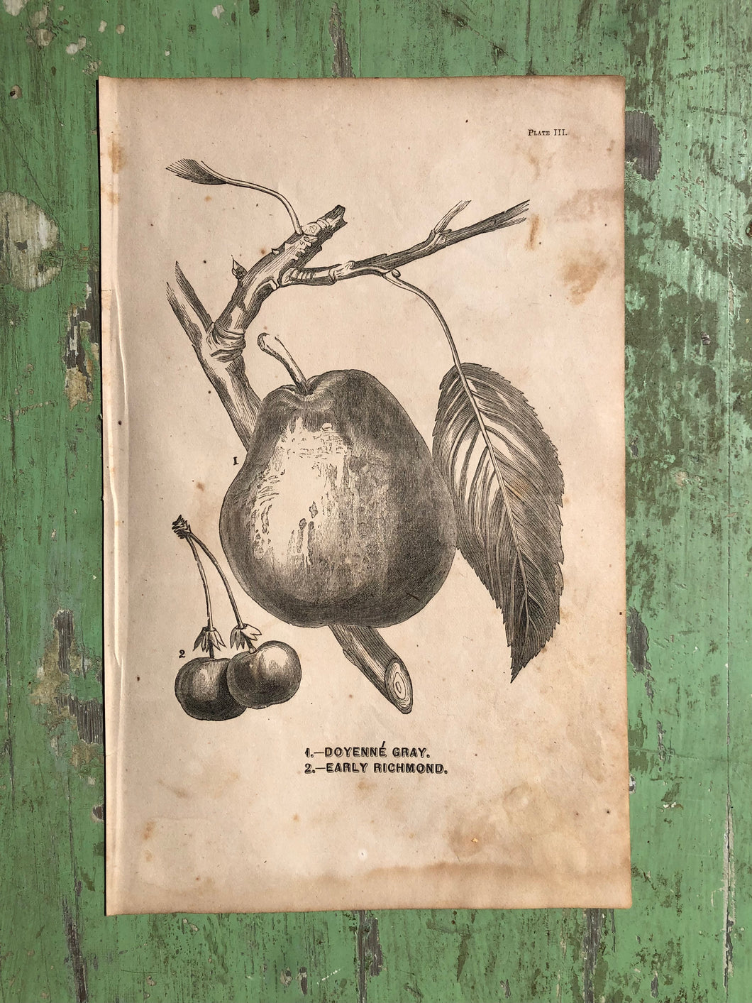 Fruit Print from Report of the Commissioner of Agriculture for the Year 1864