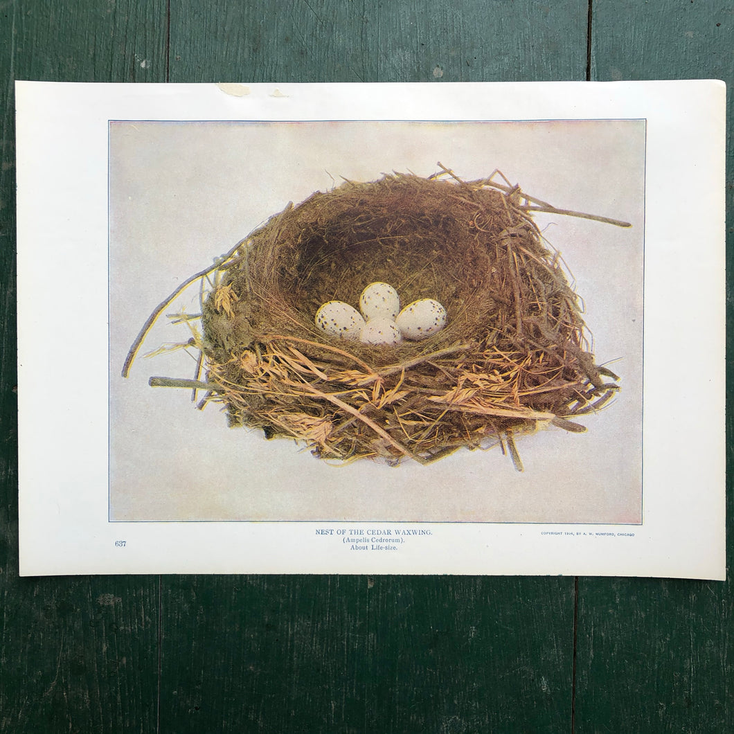 Color Print from “The Standard Library of Natural History”