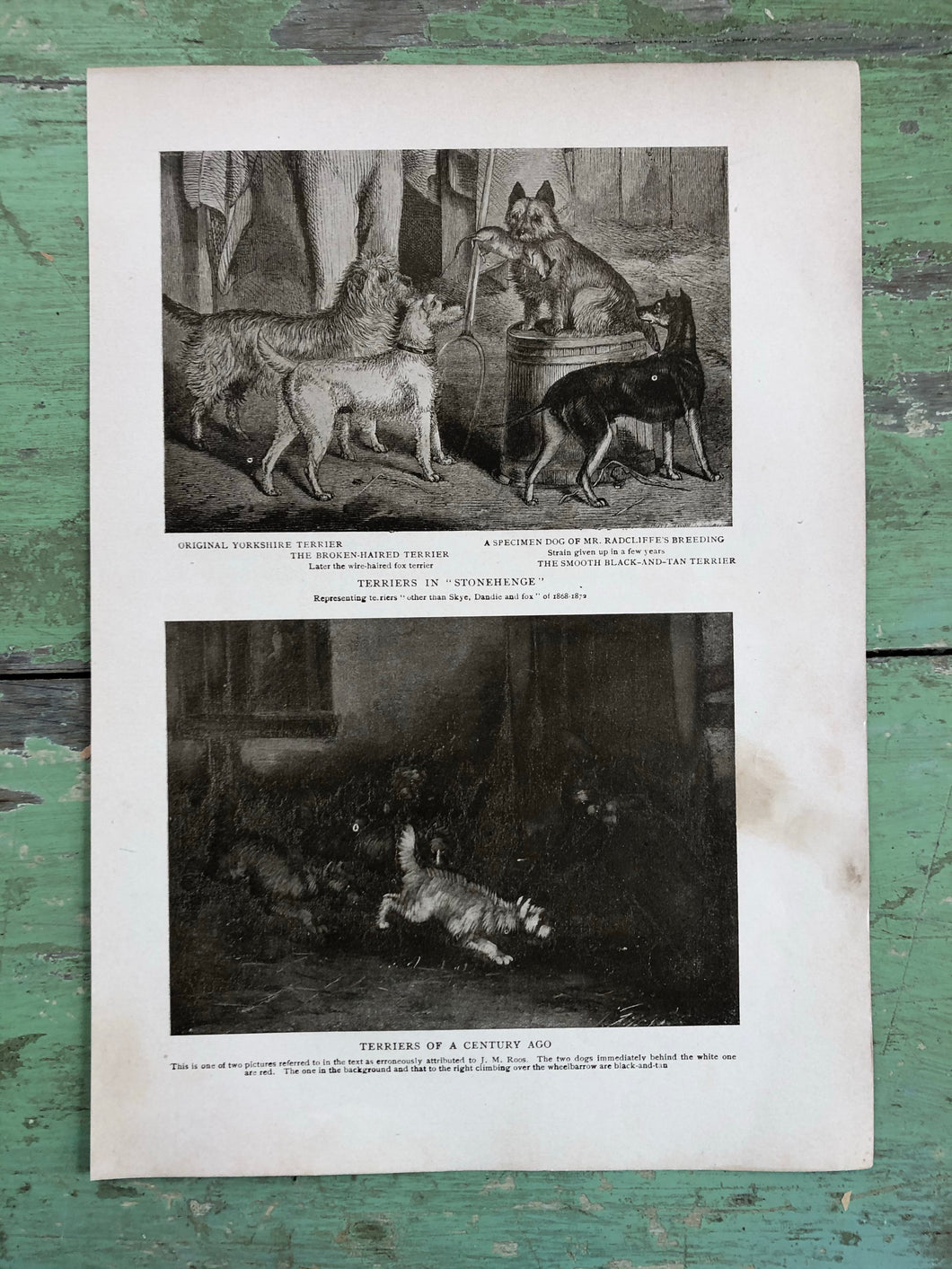Print from “The Dog Book” by James Watson