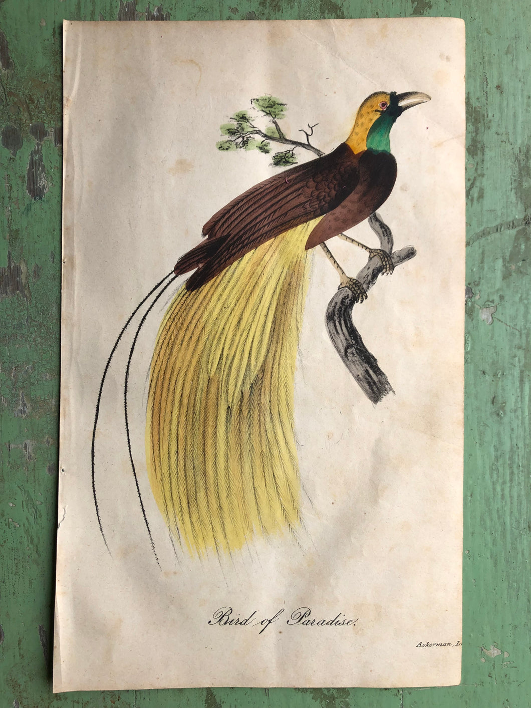 Bird of Paradise. Hand-Colored Print from 