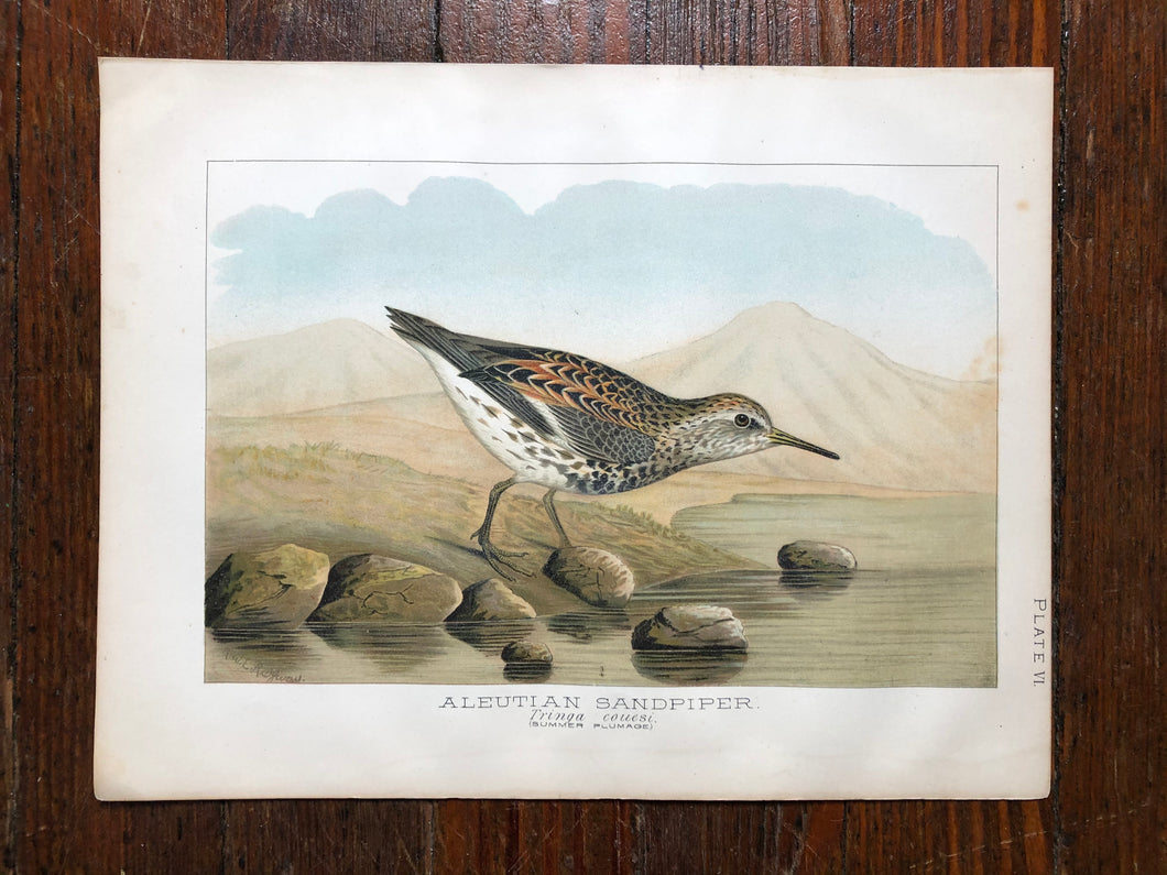 Bird Plate from “Report upon Natural History Collections Made in Alaska Between the Years 1877 and 1881” by Edward W. Nelson